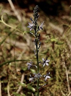 Blue Grass Lily - Caesia calliantha  Australia,Blue Grass Lily,Caesia calliantha,Eamw flora,Geotagged,Winter