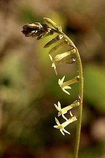 Stackhousia aspericocca  Australia,Eamw flora,Geotagged,Stackhousia aspericocca,Winter
