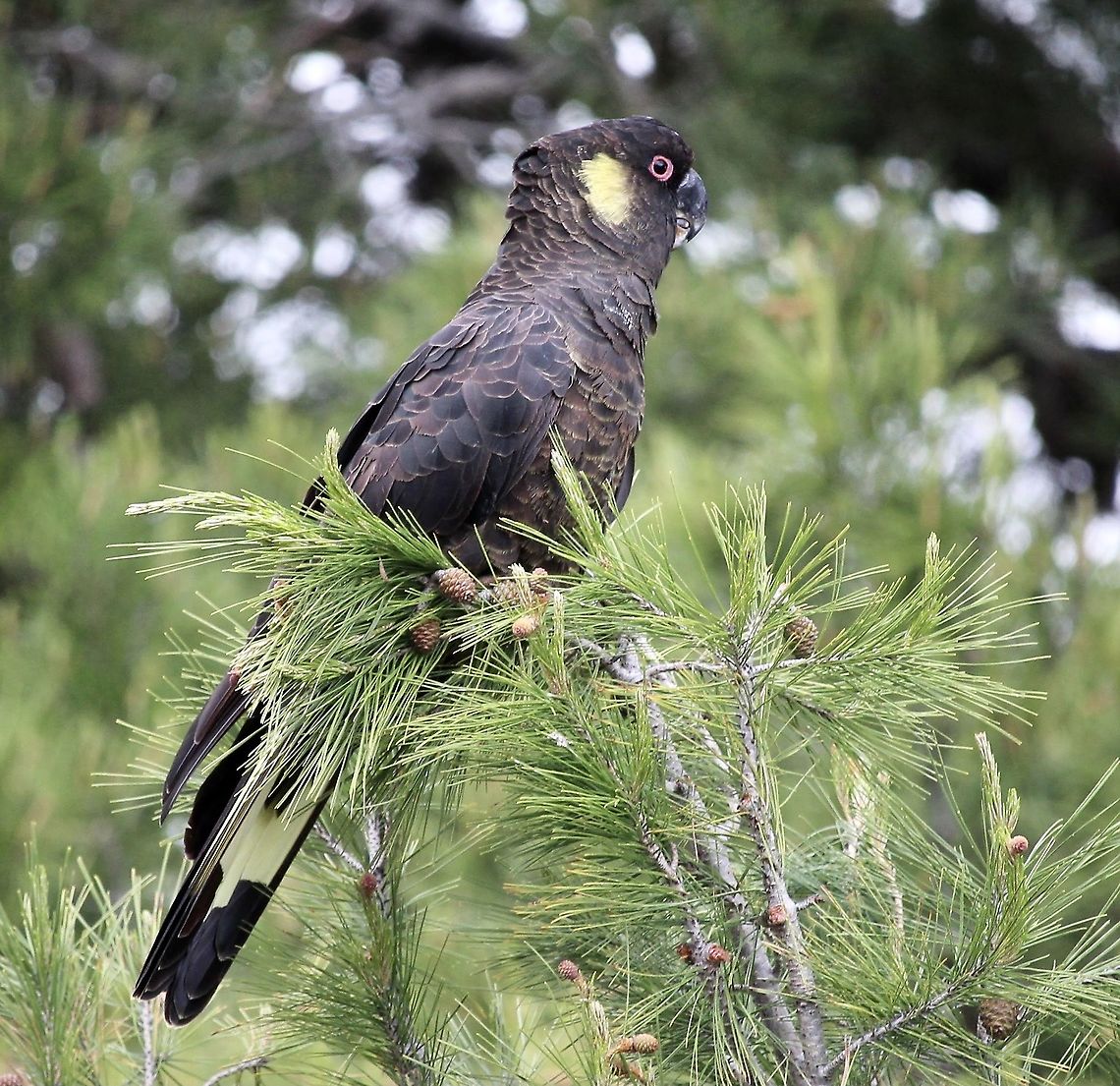 Yellow-tailed black cockatoo - Zanda funerea The yellow-tailed black cockatoo loves feeding on pine tree seed. Australia,Birds Aldinga,Eamw birds,Geotagged,Spring,Yellow-tailed black cockatoo,Zanda funerea