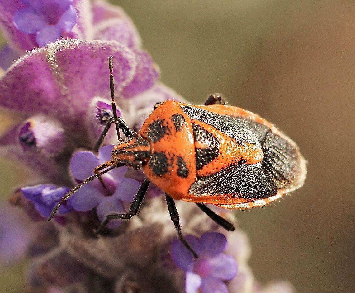 Horehound bug - Agonoscelis rutila Found feeding on lavender flowers. Agonoscelis rutila,Australia,Eamw stink bugs,Geotagged,Horehound bug,Winter