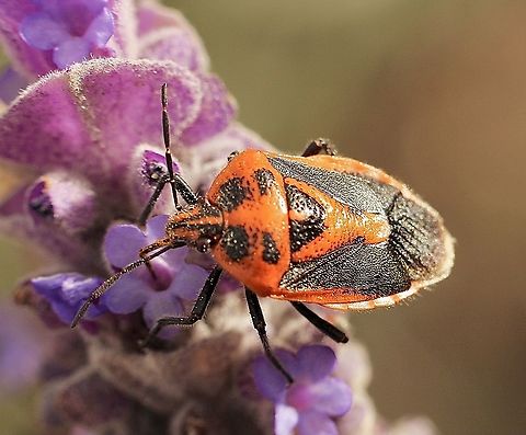 Horehound bug - Agonoscelis rutila Found feeding on lavender flowers. Agonoscelis rutila,Australia,Eamw stink bugs,Geotagged,Horehound bug,Winter