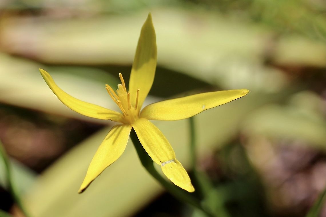 Yellow star - Pauridia vaginata  Australia,Eamw flora,Geotagged,Pauridia vaginata,Winter,Yellow Star