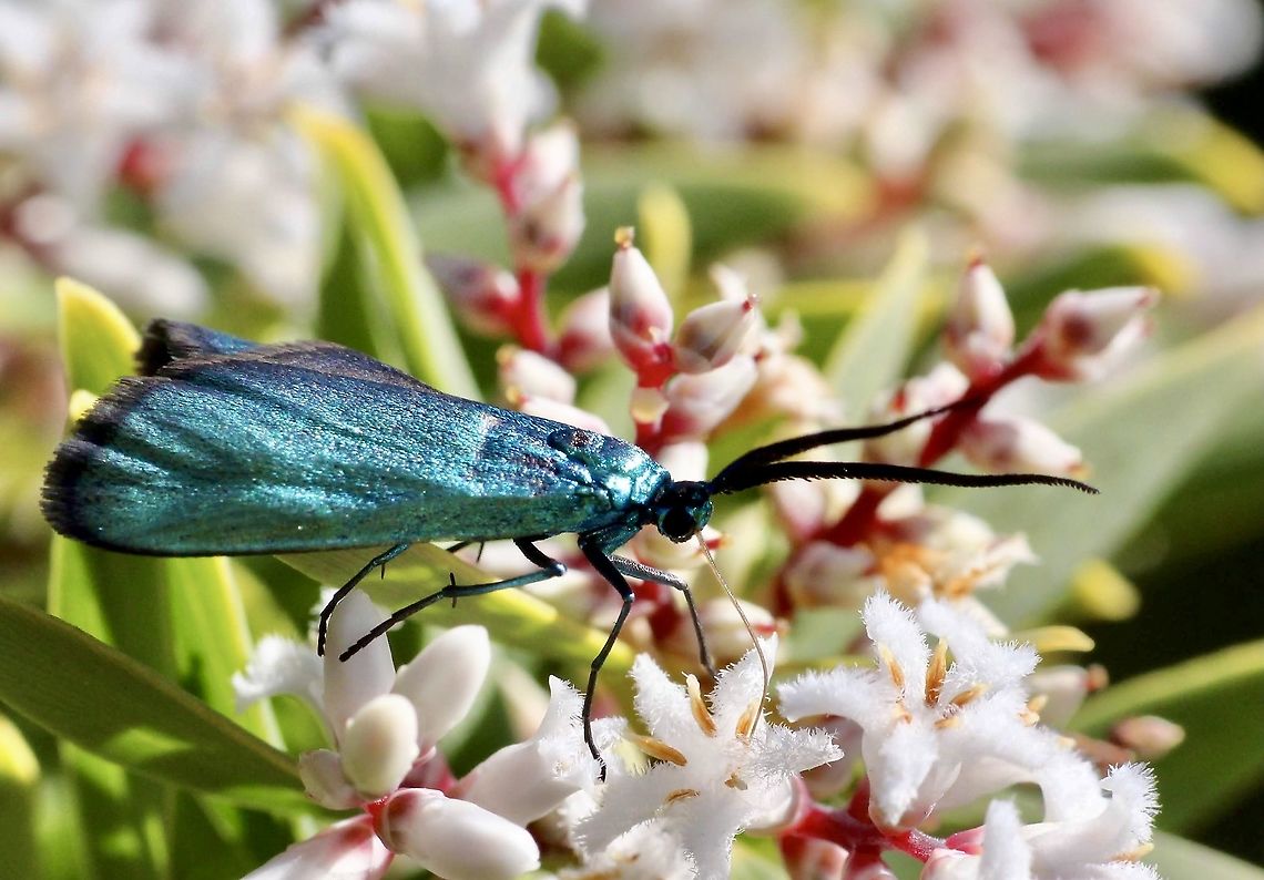 Blue Forester moth - Procris apicalis  Australia ew,Eamw moth,Pollanisus apicalis,Pollanisus ew,Sep 2021,Vic Aust,adult moth