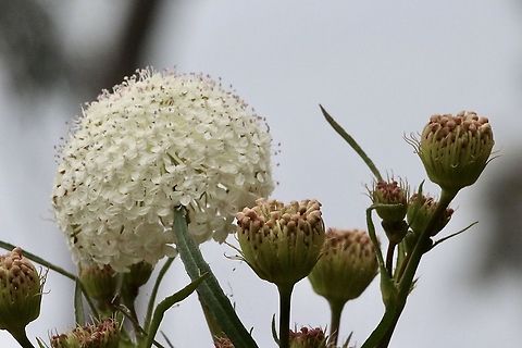 Native Parsnip - Platysace lanceolata  Australia,Eamw flora,Geotagged,Platysace lanceolata,Shrubby platysace,Spring