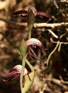 Red beaks - Pyrorchis nigricans  Australia,Eamw flora,Eamw orchids,Geotagged,Mount Billy Conservation Park,Orchids September,Pyrorchis nigricans,Red beaks,Winter