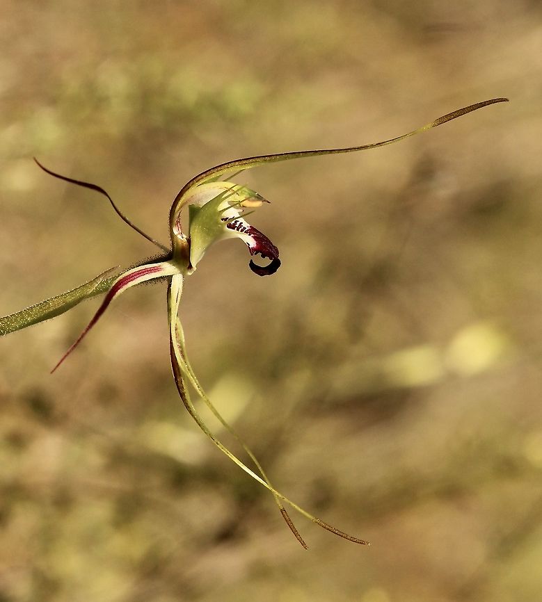 Eastern Mantis Orchid - Caladenia tentaculata  Caladenia tentaculata,Eamw flora,Eamw orchids,Eamw orchids Caladenia,Eastern Mantis Orchid,Geotagged,Orchids September