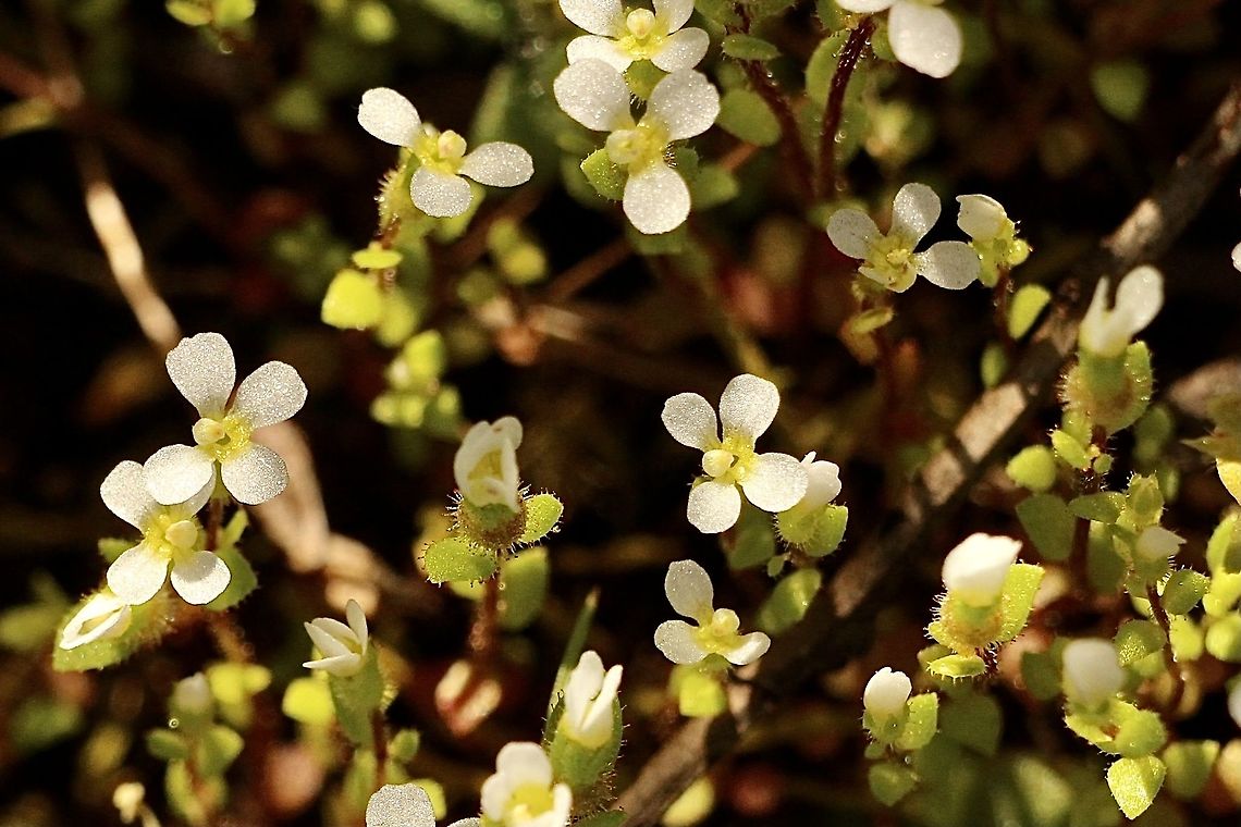 Hairy Stylewort - Levenhookia dubia Very small flowers and close to the ground. Growing in coastal heath habitat. Australia,Eamw flora,Geotagged,Levenhookia dubia,Winter
