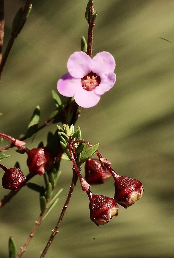 Rosy Baeckea - Euryomyrtus ramosissima With ripe seed pods  Eamw flora,Euryomyrtus ramosissima,Rosy Baeckea