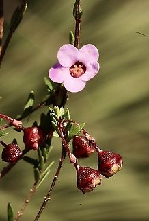 Rosy Baeckea - Euryomyrtus ramosissima With ripe seed pods  Eamw flora,Euryomyrtus ramosissima,Rosy Baeckea
