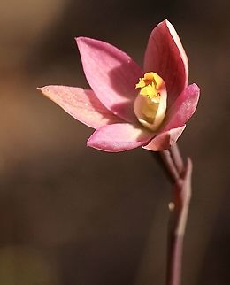 Salmon sun orchid - Thelymitra rubra  Australia,Eamw flora,Eamw orchids,Eamw orchids Thelymitra,Geotagged,Orchids September,Salmon sun orchid,Thelymitra rubra,Winter