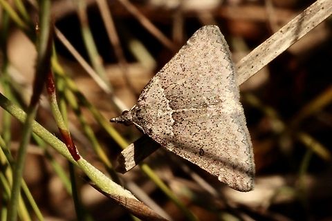 Black-signed Heath Moth -Dichromodes atrosignata  Australia,Dichromodes,Dichromodes atrosignata,Eamw moth,Geotagged,Winter