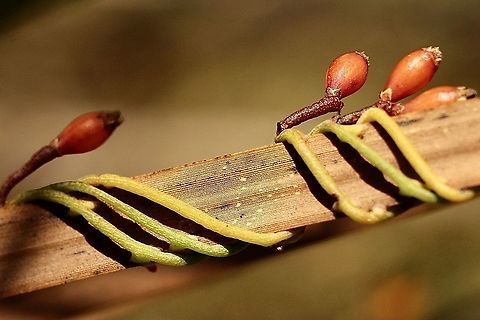 Slender devils twine - Cassytha glabella  Australia,Cassytha glabella,Eamw flora,Geotagged,Slender devils twine,Winter