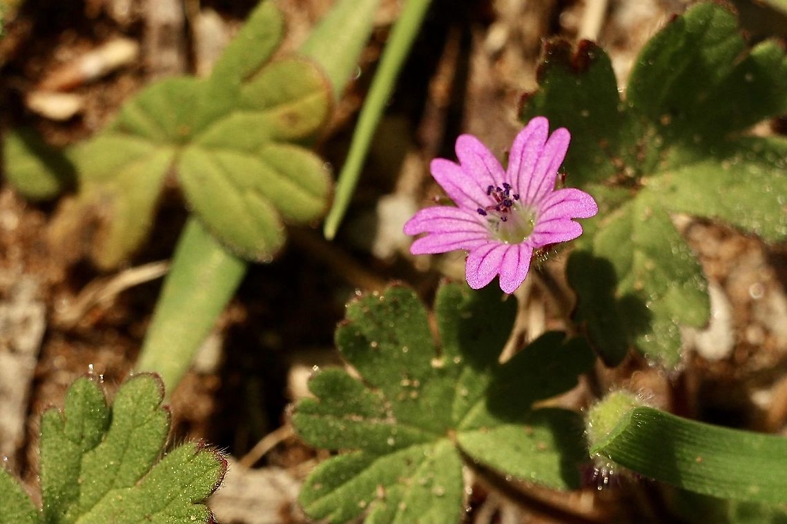 Dove‘s-foot Crane‘s bill - Geranium molle  Australia,Eamw flora,Geotagged,Geranium molle,Winter