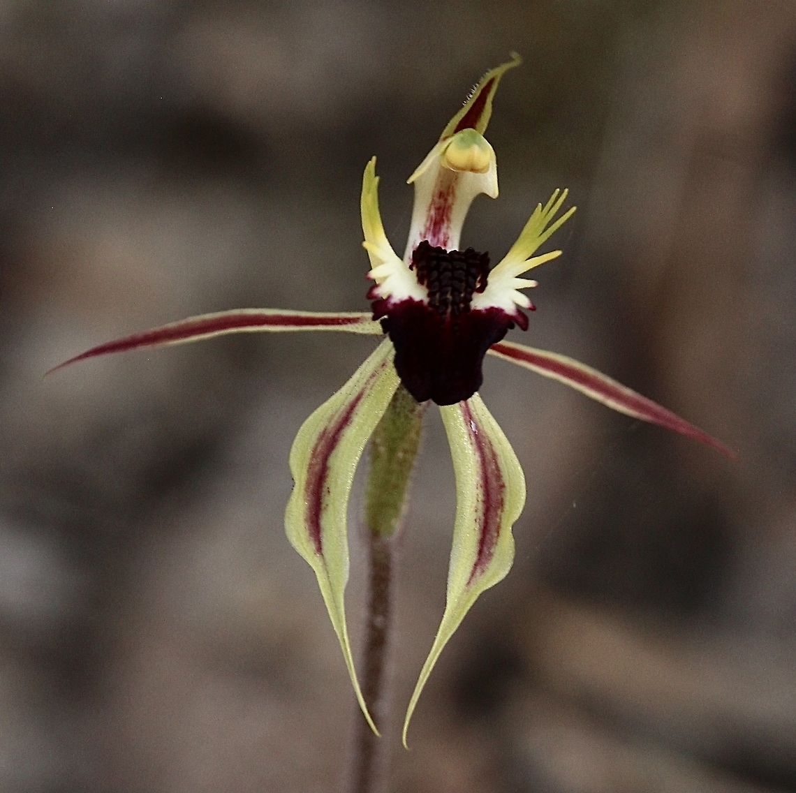 Upright spider orchid - Caladenia stricta  Australia,Caladenia stricta,Eamw flora,Eamw orchids,Eamw orchids Caladenia,Geotagged,Orchids September,Upright spider orchid,Winter
