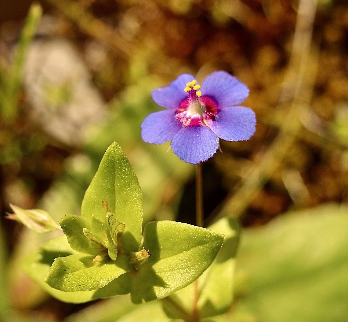 Scarlet pimpernel (blue form) Lysimachia arvensis  Anagallis arvensis,Australia,Eamw flora,Geotagged,Scarlet pimpernel,Winter