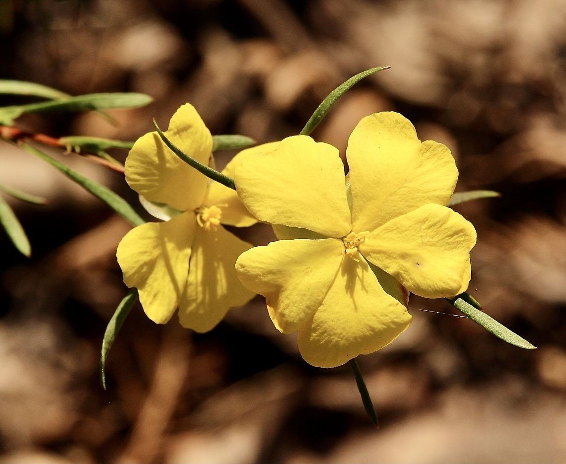 Twiggy Guinea-Flower - Hibbertia  Australia,Eamw flora,Geotagged,Hibbertia virgata,Twiggy Guinea-Flower,Winter