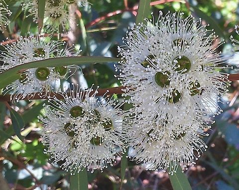 Soap mallee - Eucalyptus diversifolia  Australia,Eamw flora,Eucalyptus diversifolia,Geotagged,Soap mallee,Winter