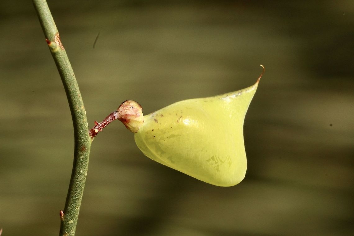 Leafless Bitter-Pea seed pod- Daviesia brevifolia Like a fat duck. Australia,Daviesia brevifolia,Eamw flora,Eamw native pea,Geotagged,Leafless Bitter-Pea,Winter