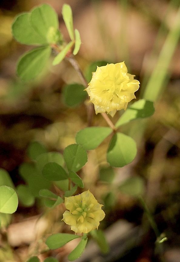 Hop Trifolium - Trifolium campestre  Australia,Eamw flora,Geotagged,Hop Trefoil,Trifolium campestre,Winter