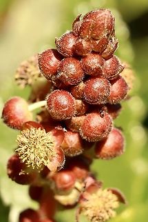 Bitter bush - Adriana quadripartita One flower open. Adriana quadripartita,Australia,Eamw flora,Geotagged,Winter