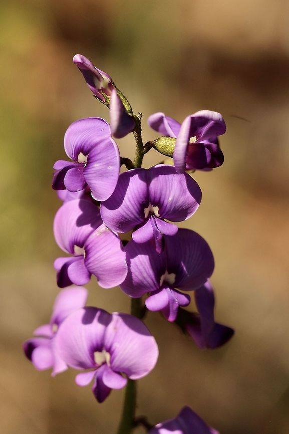 Coast Swainson-pea -  Swainsonia lessertiifolia  Australia,Eamw flora,Eamw native pea,Geotagged,Swainsona lessertiifolia,Winter