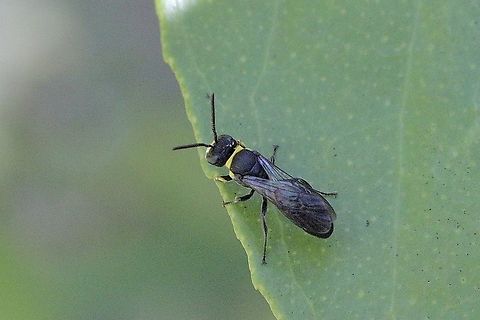 Masked bee - Genus Hylaeus  Australia,Eamw bees,Geotagged,Spring
