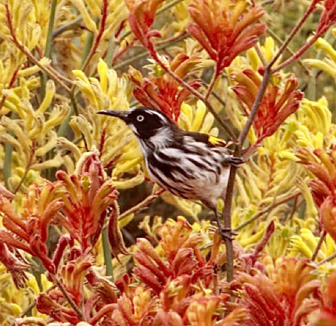New Holland honeyeater. - Phylidonyris novaehollandiae New Holland honeyeater inspecting kangaroo paw flowers for nectar.<br />
Not the best focus ,unfortunately. Australia,Eamw birds,Eamw honeyeaters,Geotagged,New Holland honeyeater,Phylidonyris novaehollandiae