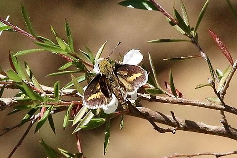 White -banded grass -dart - Taractrocera papyria  Australia,Eamw butterflies,Geotagged,Spring,Taractrocera papyria,eamw skippers