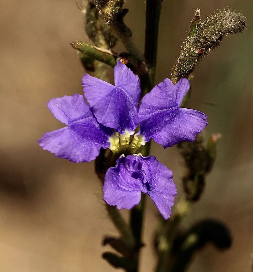 Shrubby dampiera - Dampiera dysantha  Australia,Dampiera dysantha,Eamw flora,Geotagged,Spring