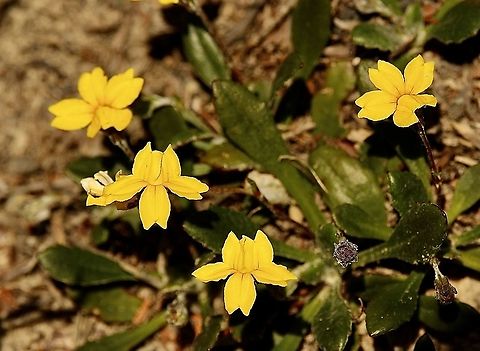 Black’s Goodenia - Goodenia blackiana  Australia,Blacks goodenia,Geotagged,Goodenia blackiana,Spring,eamw