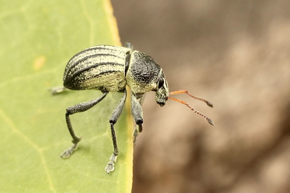 Psapharus ruficornis  Australia,Eamw weevils,Geotagged,Psapharus ruficornis,Spring