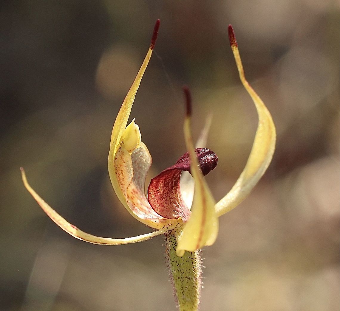 Narrow-lipped Spider- Orchid. - Caladenia leptochila  Australia,Caladenia leptochila,Geotagged,Narrow-lipped Spider-orchid,Spring,eamw