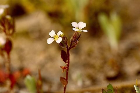 Hairy Stylewort - Levenhookia dubia  Australia,Eamw flora,Geotagged,Hairy Stylewort,Levenhookia dubia,Spring