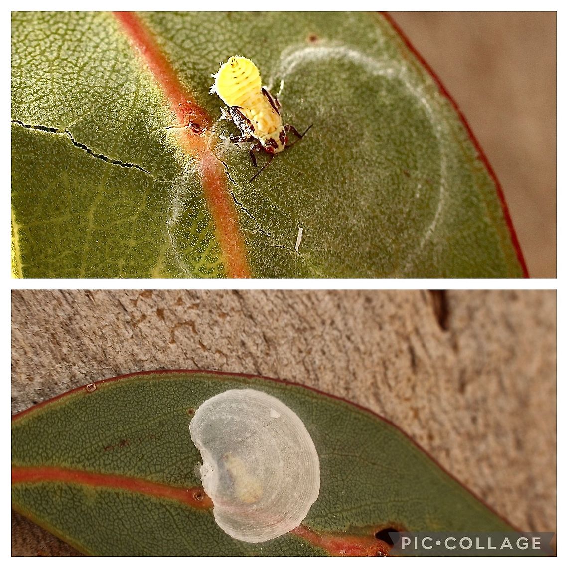 Psyllid - Genus : Lasiopsylla The Psyllid nymph is just visible under the shell like cover. Image nr.2 top cover removed to expose nymph.<br />
Nymph appreciate size 2 mm. Australia,Eamw Psyllids,Geotagged