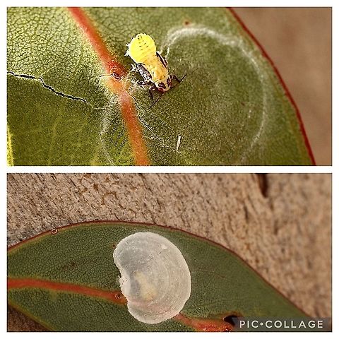 Psyllid - Genus : Lasiopsylla The Psyllid nymph is just visible under the shell like cover. Image nr.2 top cover removed to expose nymph.
Nymph appreciate size 2 mm. Australia,Eamw Psyllids,Geotagged