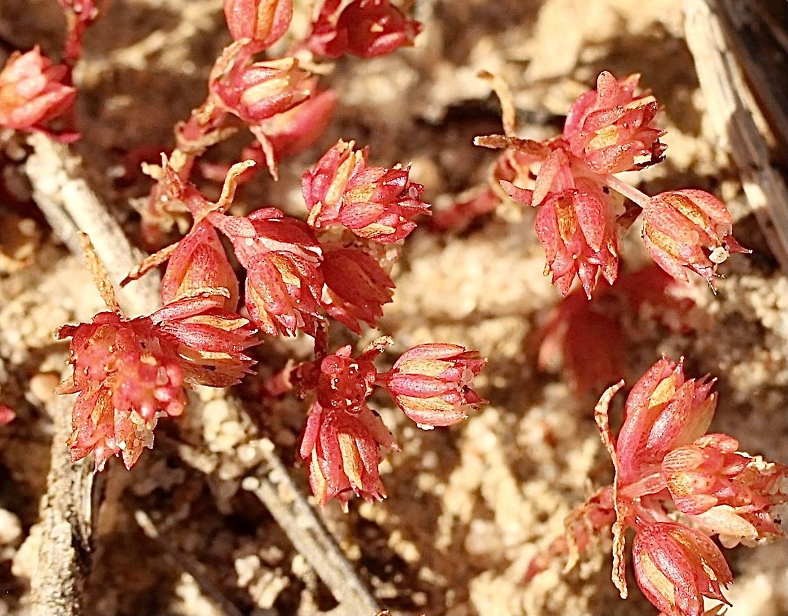 Rufous stonecrop - Crassula decumbens A tiny little weed. Australia,Crassula decumbens,Eamw flora,Geotagged,Rufous stonecrop,Spring