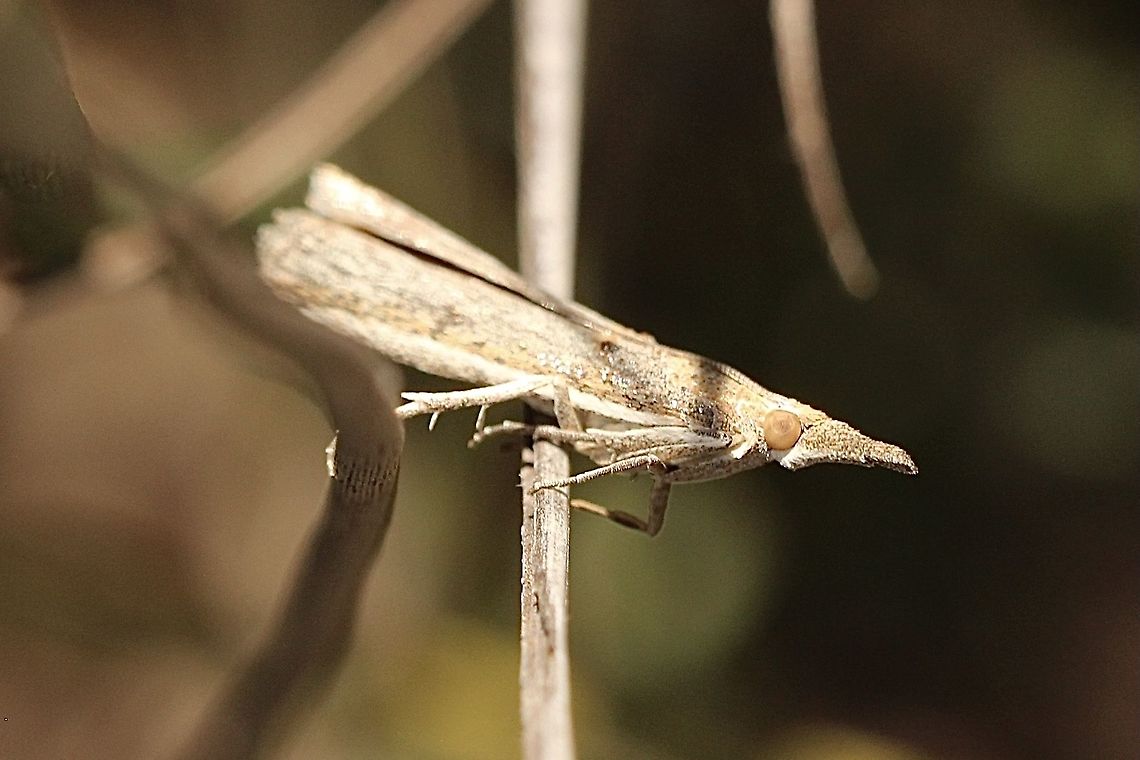 Small Tabb - Etiella behrii  Australia,Eamw moth,Etiella behrii,Geotagged,Orgyia,Spring
