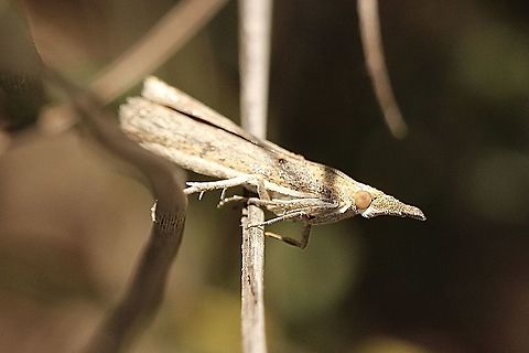Small Tabb - Etiella behrii Australia,Eamw moth,Etiella behrii,Geotagged,Orgyia,Spring
