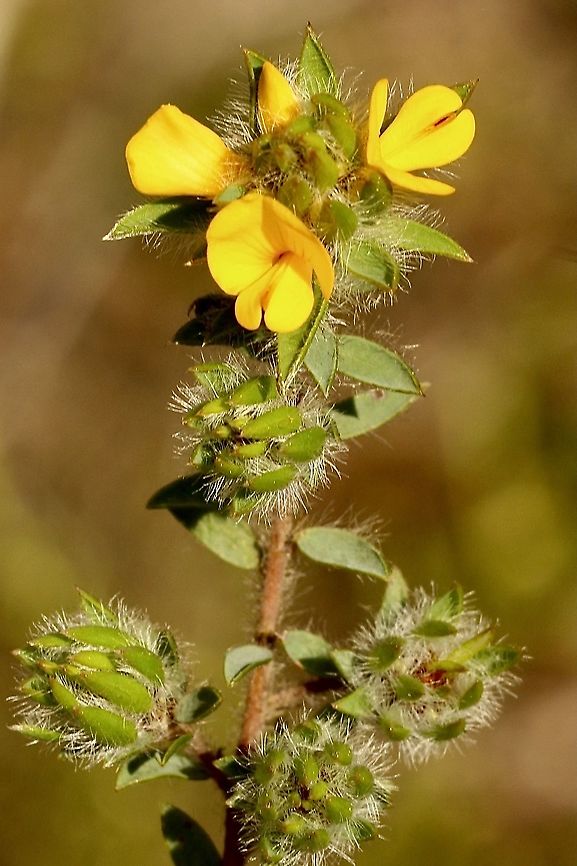 Three-nerved bush-pea  -  Pultenaea trinervis  Australia,Geotagged,Pultenaea trinervis,Spring,Three-nerved bush-pea Eamw flora