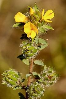 Three-nerved bush-pea - Pultenaea trinervis Australia,Geotagged,Pultenaea trinervis,Spring,Three-nerved bush-pea Eamw flora