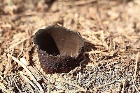 Genus Urnula Growing in damp area . Species not identified  Australia,Eamw fungi,Geotagged,Spring