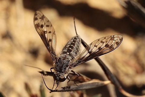 Bee fly - Aleucosia colona  Aleucosia colona,Australia,Cox Scrub,Eamw bee flies,Geotagged,Spring