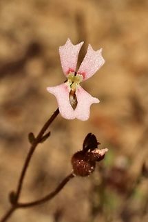 Book Triggerplant - Stylidium calcaratum  Australia,Book Triggerplant,Eamw flora,Geotagged,Spring,Stylidium calcaratum
