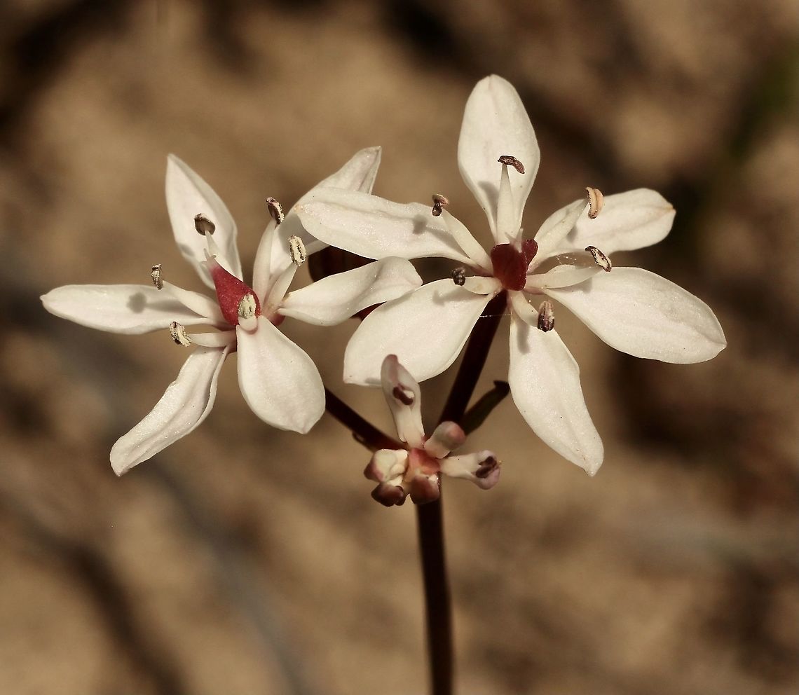 Milkmaids - Burchardia umbellata  Australia,Burchardia umbellata,Eamw flora,Geotagged,Spring,milkmaids