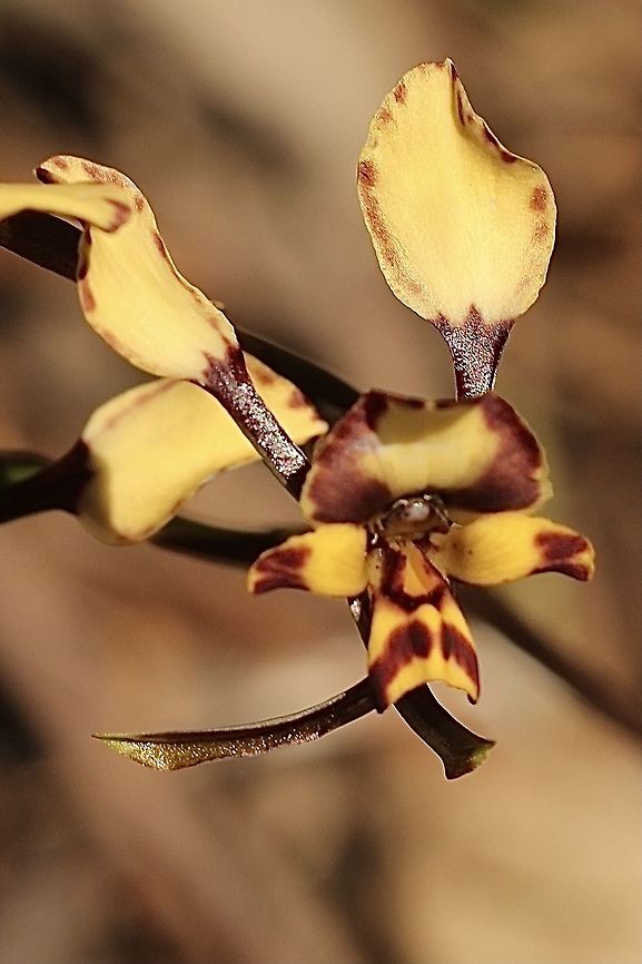 Leopard Orchid - Diuris pardina Found in remnant native vegetation within the botanical gardens. Australia,Diuris pardina,Eamw Diuris,Eamw flora,Eamw orchids,Geotagged,Leopard Orchid,Mount Loffty,Orchids October,Spring