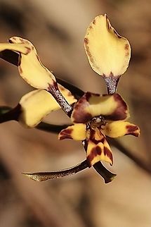 Leopard Orchid - Diuris pardina Found in remnant native vegetation within the botanical gardens. Australia,Diuris pardina,Eamw Diuris,Eamw flora,Eamw orchids,Geotagged,Leopard Orchid,Mount Loffty,Orchids October,Spring