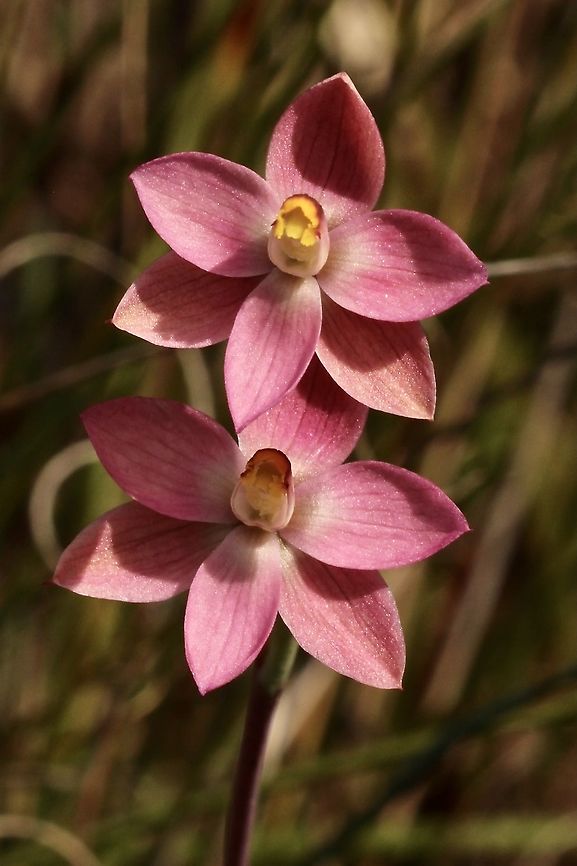 Salmon sun orchid - Thelymitra rubra  Australia,Cox Scrub,Eamw flora,Eamw orchids,Eamw orchids Thelymitra,Geotagged,Orchids September,Salmon sun orchid,Spring,Thelymitra rubra