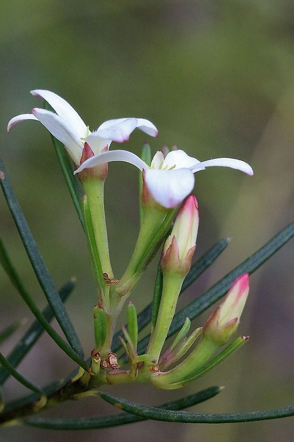 Wedding Bush - Ricinocarpos pinifolius  Australia,Eamw flora,Geotagged,Ricinocarpos pinifolius,Spring,Wedding Bush