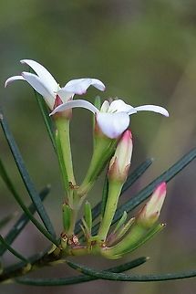 Wedding Bush - Ricinocarpos pinifolius  Australia,Eamw flora,Geotagged,Ricinocarpos pinifolius,Spring,Wedding Bush