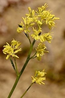 Golden pennants - Glischrocaryon behrii  Australia,Eamw flora,Geotagged,Glischrocaryon behrii,Spring